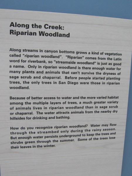 Along Tecolote Creek lies the Riparian Woodland habitat. Water attracts animals from the dry hills, and native trees like willows, cottonwoods and sycamores grow on the creek's banks.