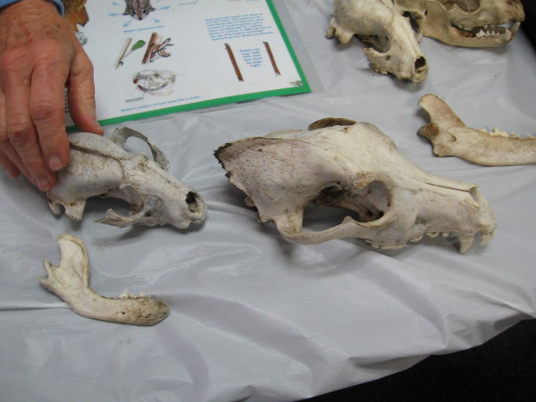 At another table I was shown a coyote skull.