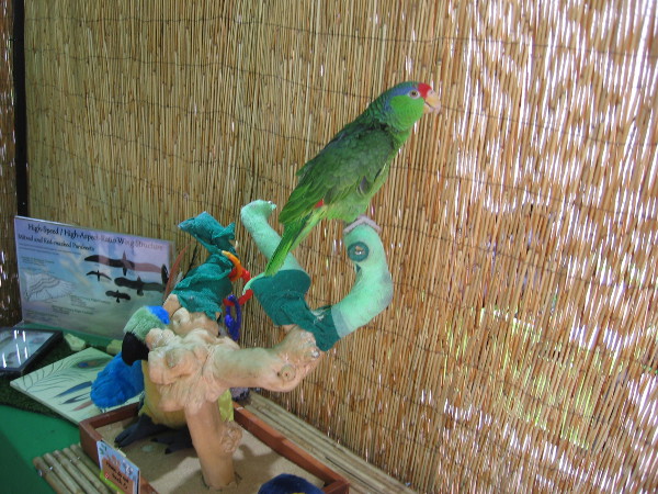 A friendly parrot was at a booth promoting Zovargo, a local company which offers animal summer camps for kids.