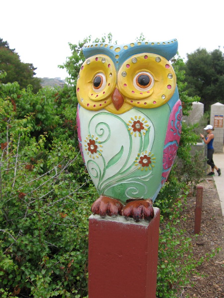 On the way to the hiking trail that leads into Tecolote Canyon, one might spot this owl!