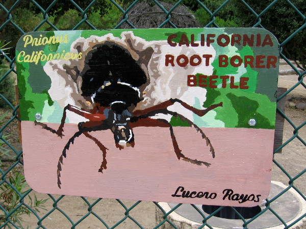 California Root Borer Beetle. Lucero Rayos.