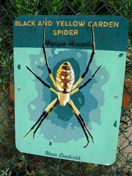 Black and Yellow Garden Spider. Nour Barbakh.