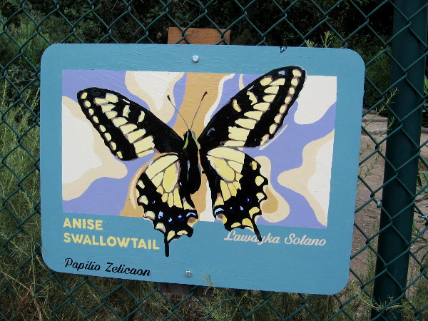 Anise Swallowtail. Lawdyka Solano.