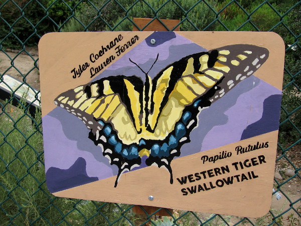 Western Tiger Swallowtail. Tyler Coehrane and Lauren Ferrer.