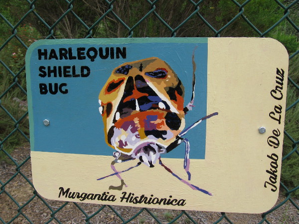 Harlequin Shield Bug. Jakob De La Cruz.