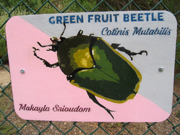Green Fruit Beetle. Makayla Srioudom.