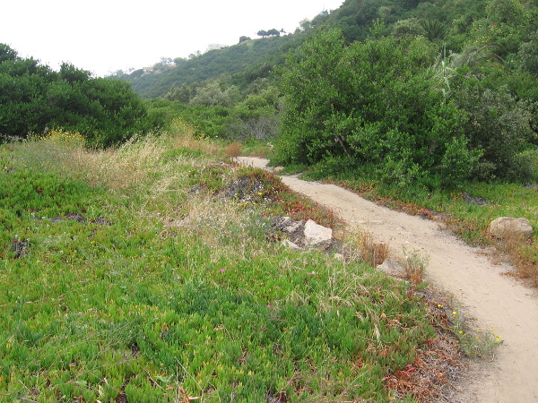 I start up the easy trail. The vegetation in Tecolote Canyon is still green in late spring, after a very rainy winter.