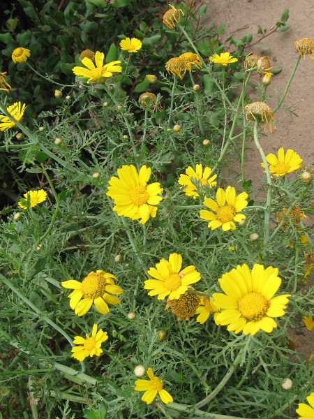 I am greeted by cheerful yellow sunflowers.
