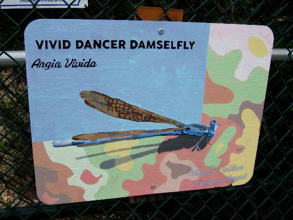 Vivid Dancer Damselfly. Miyoko Seldon and Andrew Bayot.