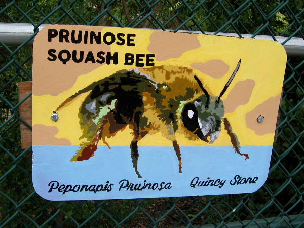 Pruinose Squash Bee. Quincy Stone.