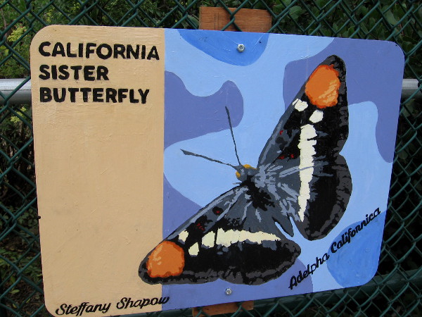 California Sister Butterfly. Steffany Shapow.