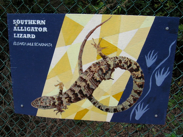 Southern Alligator Lizard.