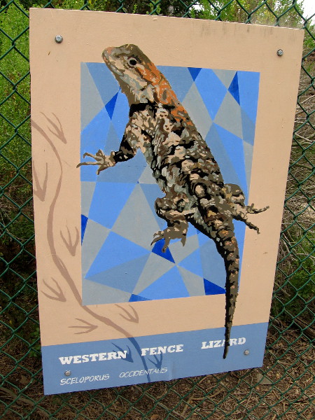 Western Fence Lizard.