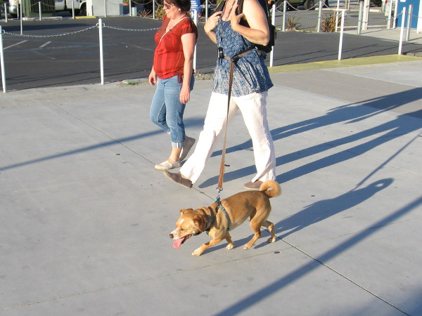Three friends walk along the Embarcadero.