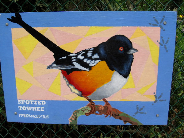 Spotted Towhee.