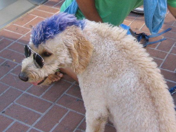 I'm not sure what this dog's super power is.