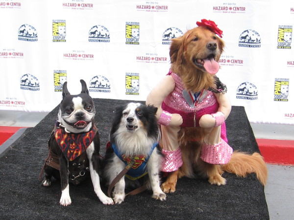 Three canine superstars get their photo during PAWmicon. Cosplay goes to the dogs.