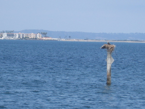 An osprey in its nest out on San Diego Bay.