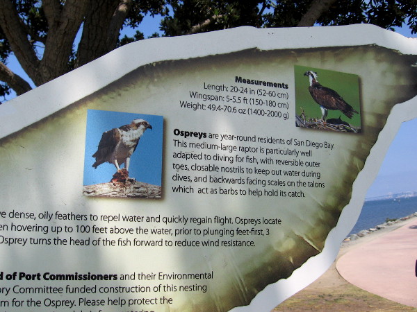 Ospreys like to dive for fish. They are year-round residents of San Diego Bay.