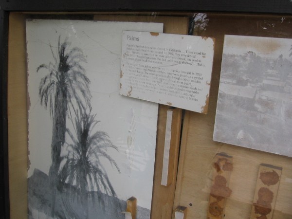 Palms grow. Some words fade.