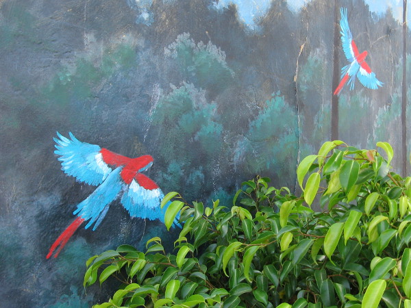 One wall has a mural with a couple of surprises flying behind a bush--parrots!