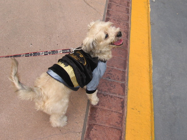 Bat-dog was keeping an eye on the mayhem.