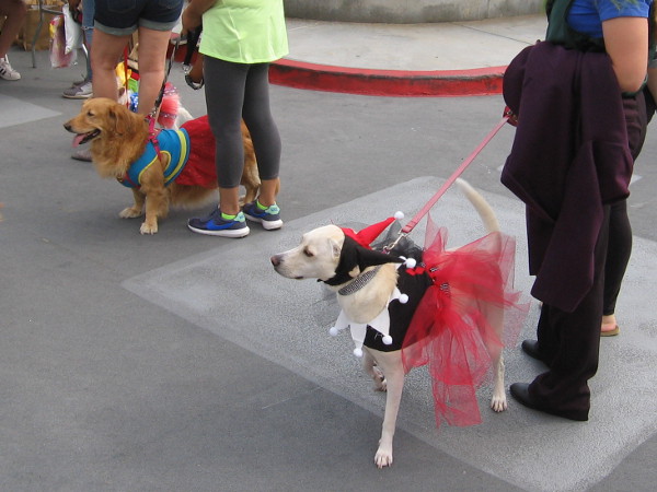 I see Harley-canine and Super-growl.