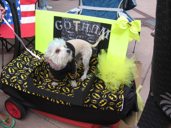 Bat-dog returned to the relative safety of Gotham. San Diego is just too crazy.