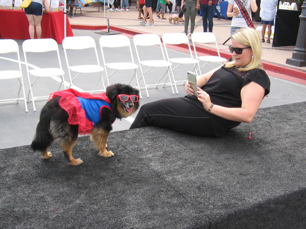 A cosplay dog is a star of the show.