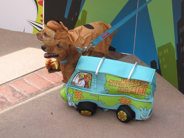Here comes Scooby Doo. He ate so many Scooby snacks, he outgrew the Mystery Machine!
