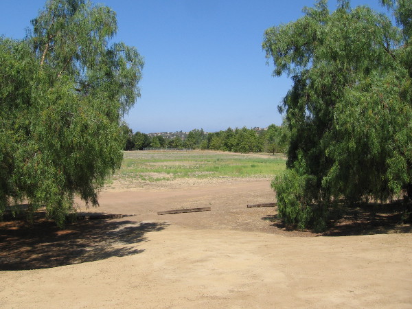 Looking west at a meadow north of Peñasquitos Creek. I posted photos of those sycamores in the distance a few weeks ago.