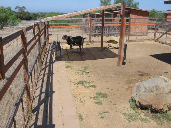 These friendly goats like to greet hikers and those on bicycles.