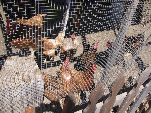 These chickens were wondering what I was up to.