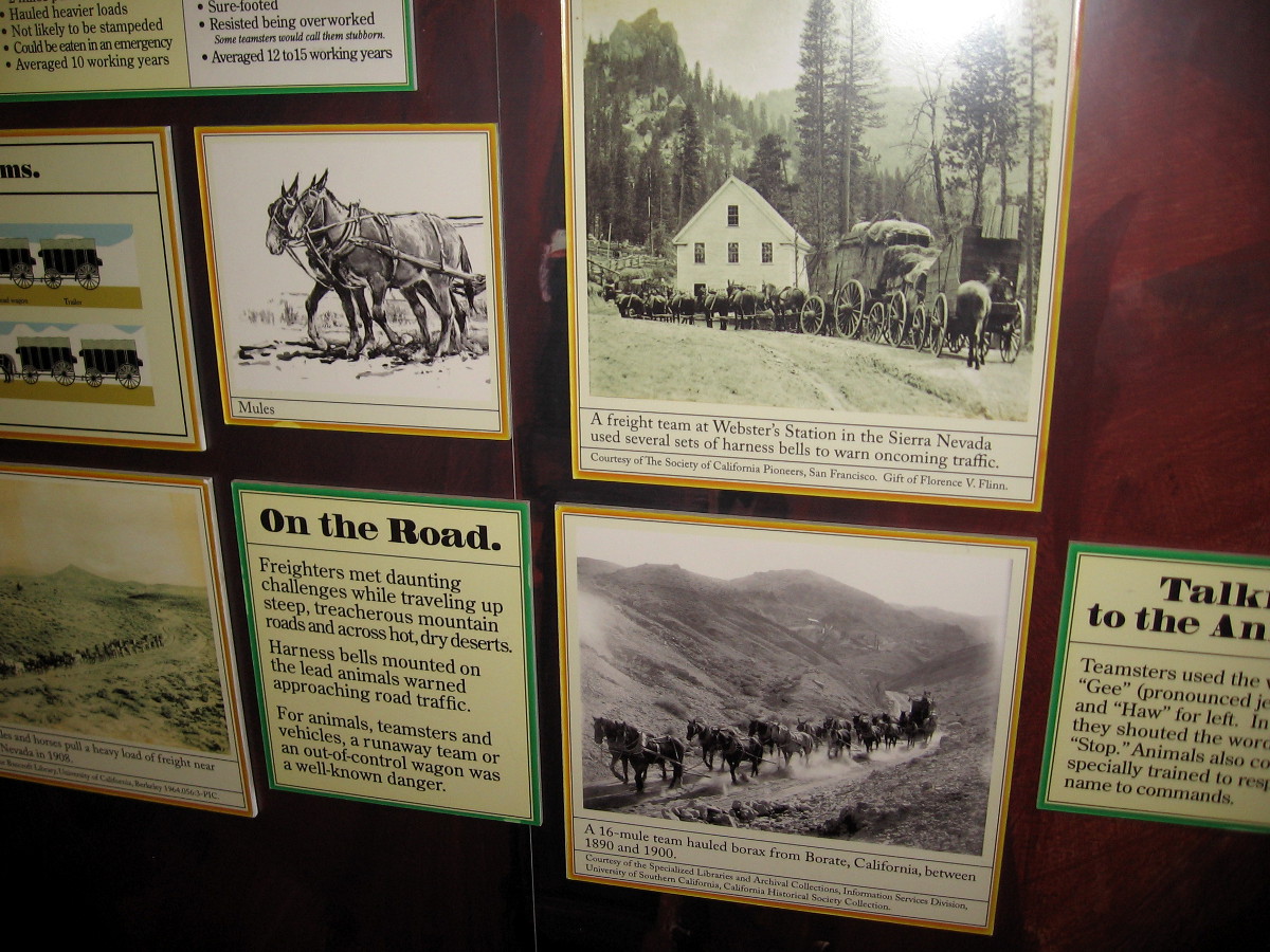 Signs and old photos concerning freight wagons in the Old West, which often employed large teams of mules.