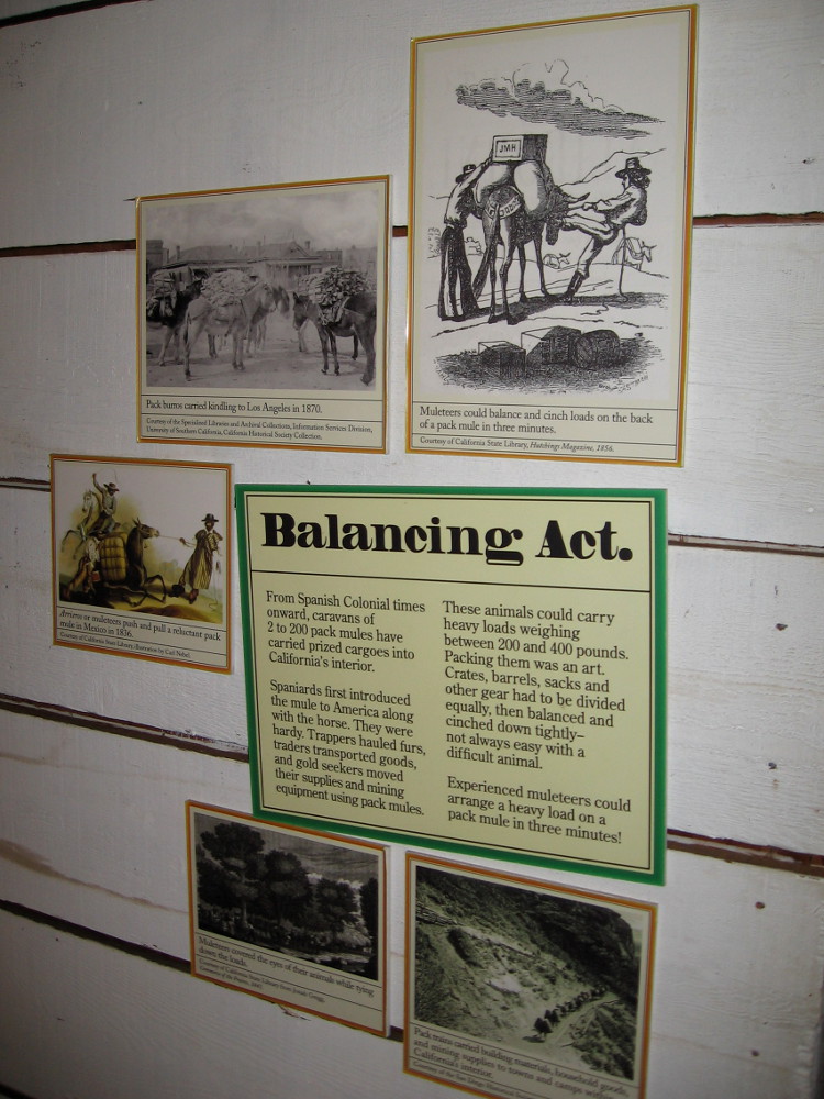 Spaniards introduced mules to America along with the horse. Hardy pack mules were used by trappers to haul furs, and by gold miners to move supplies and equipment.