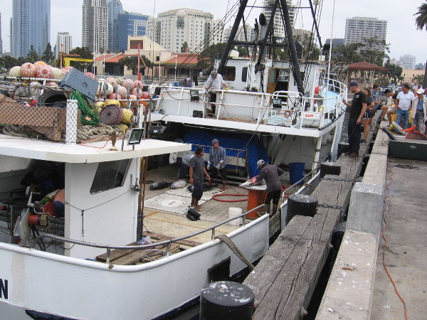 Guys were cleaning fish caught 800-1200 miles off San Diego in the Pacific Ocean--halfway to Hawaii! The Pacific Horizon is back after one month of fishing.