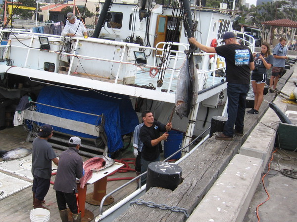 The guys are now filleting bigeye tuna, which were caught along with the opah. More bigeye tuna are being hoisted onto the pier!