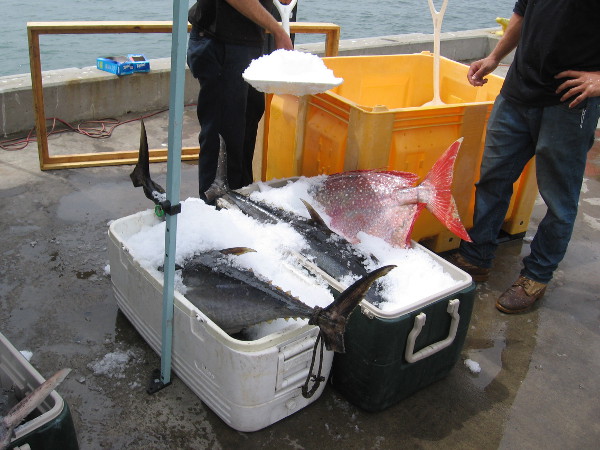 Lots of ice was shoveled into the coolers.