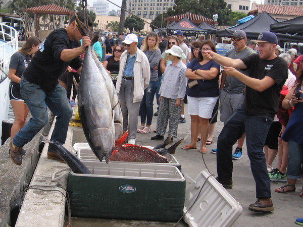 More bigeye tuna! These might be going to a restaurant near you!