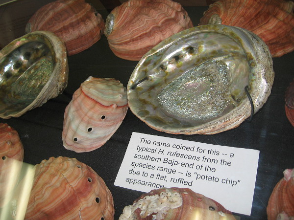 A variety of different colored abalone shells were on display at the show.