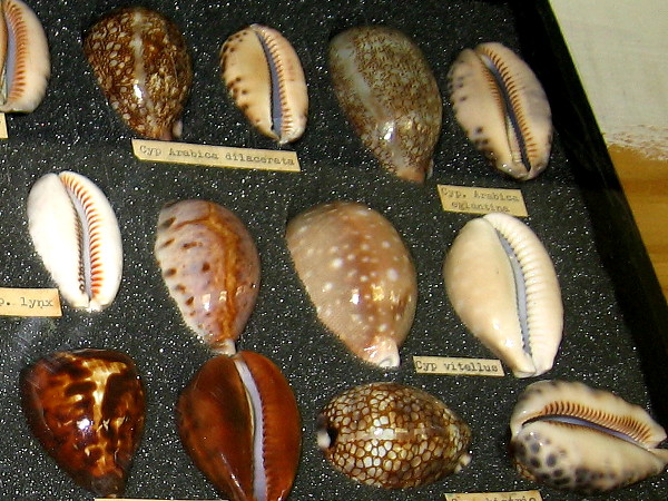 A wide variety of beautiful cowry shells, a type of sea snail.