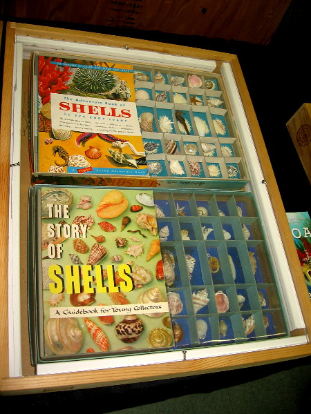 The story of shells appears to have many chapters and subplots.