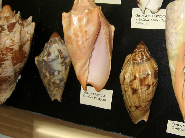 The many shells seemed to me like exotic jewels, no two exactly alike.