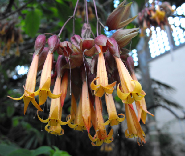 The distinctive flowers of Deppea splendens, a plant that is now extinct in the wild. This public domain photograph is from Wikimedia Commons.
