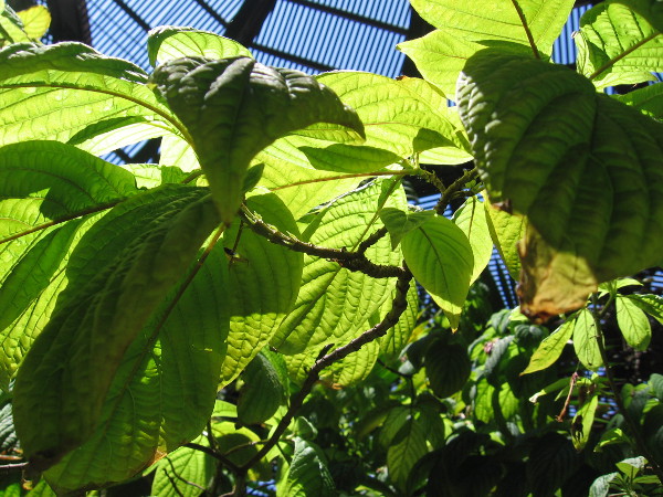 These beautiful green leaves might be reintroduced into the wild one day!