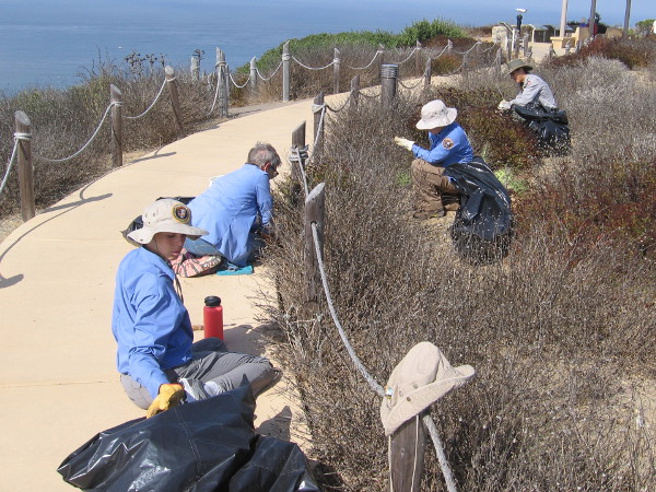 A park ranger and volunteers were removing non-native plants. Invasive species can crowd out native species.