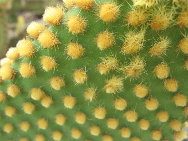 I spied this wonder in Balboa Park's Desert Garden. Why yellow?