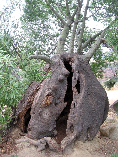 What on earth produced this bizarre, hollow, bulging tree trunk?