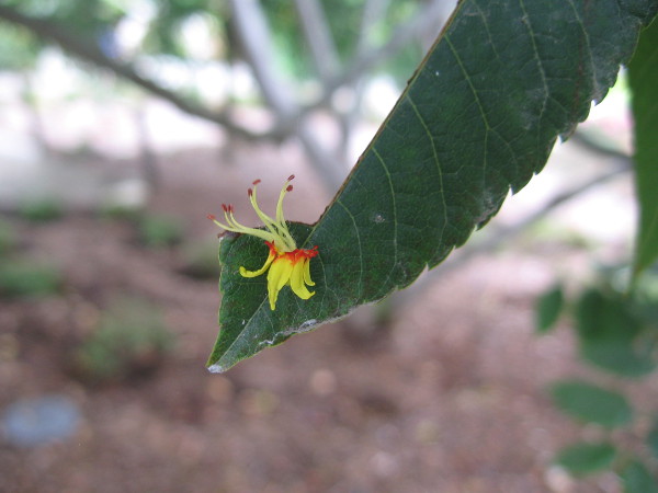 What mysterious turn of the wind arranged this, and why did I turn my eyes to see it?