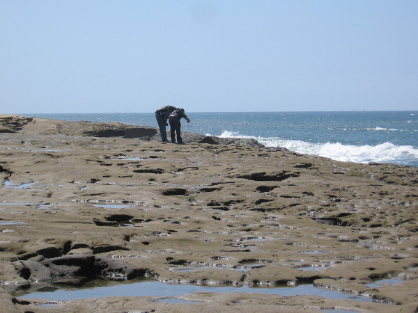 People enjoy looking into small tide pools in the eroded sandstone. I occasionally saw some crabs.